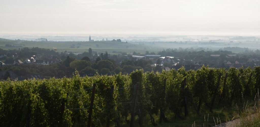 Paysage de vignobles et de villages dans la plaine d’Alsace